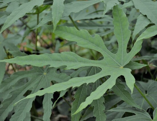 Fatsia polycarpa Green Fingers - hauteur totale 40-60 cm - pot &Oslash; 17 cm