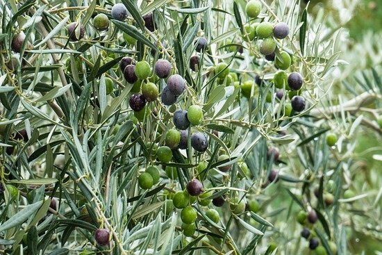 Olea europaea - forme sph&eacute;rique - hauteur du tronc 60-80 cm - Circumf&eacute;rence 8-12 cm - pot &Oslash; 26 cm