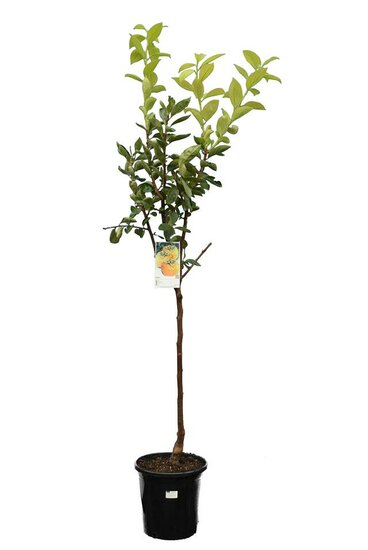 Diospyros kaki - hauteur totale 120-140 cm - pot &Oslash; 28 cm