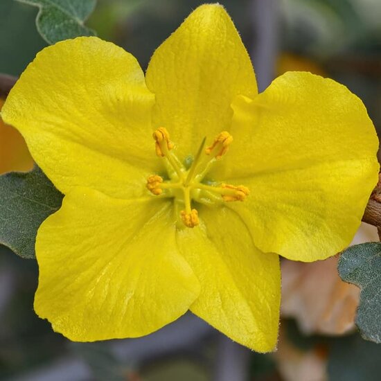 Fremontodendron California Glory - pot &Oslash; 21 cm