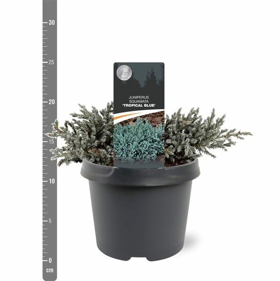 Juniperus squamata Tropical Blue