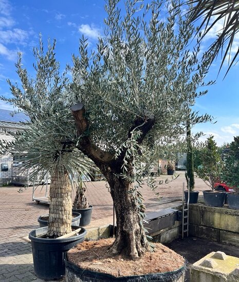 Olea europaea - 9872