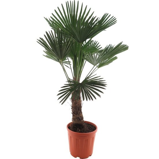 Trachycarpus wagnerianus