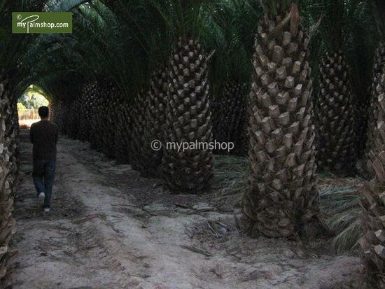 Phoenix canariensis