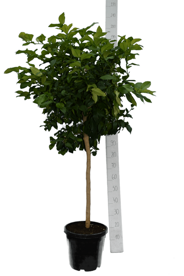 Citrus limon - hauteur totale 150-170 cm - pot &Oslash; 35 cm [pallete]