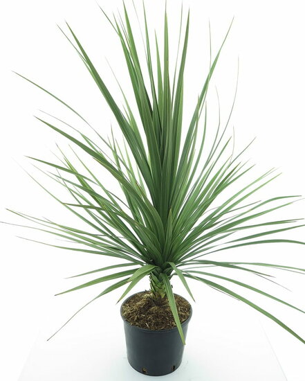 Cordyline australis - pot &Oslash; 26 cm