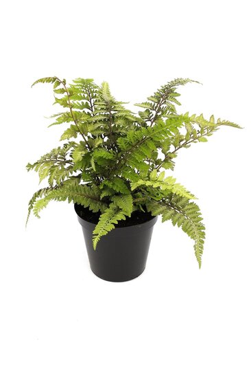 Athyrium niponicum Red Beauty pot 0,7 ltr