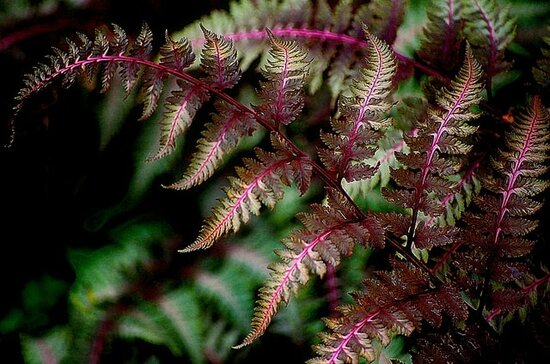 Athyrium niponicum Red Beauty pot 0,7 ltr