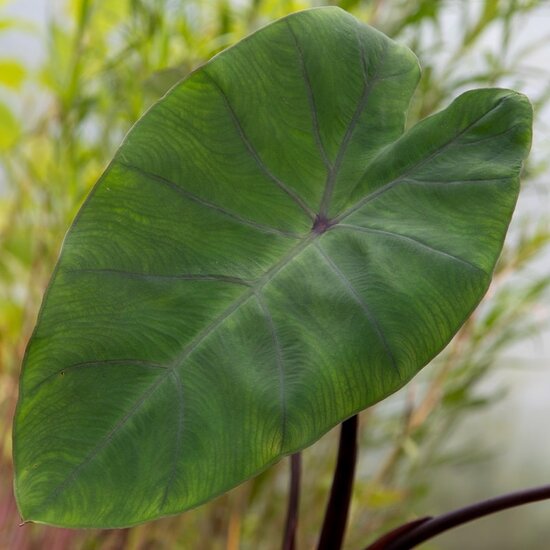 Colocasia esculenta Metallica