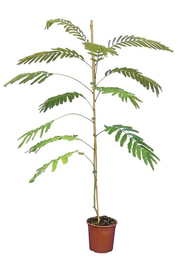 Albizia julibrissin Ombrella Boubri - hauteur totale 80+ cm - pot &Oslash; 17 cm