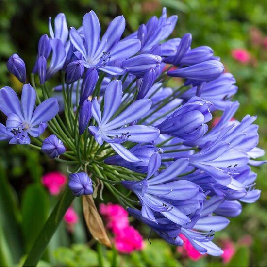 Agapanthus africanus Regal Beauty - pot &Oslash; 24 cm