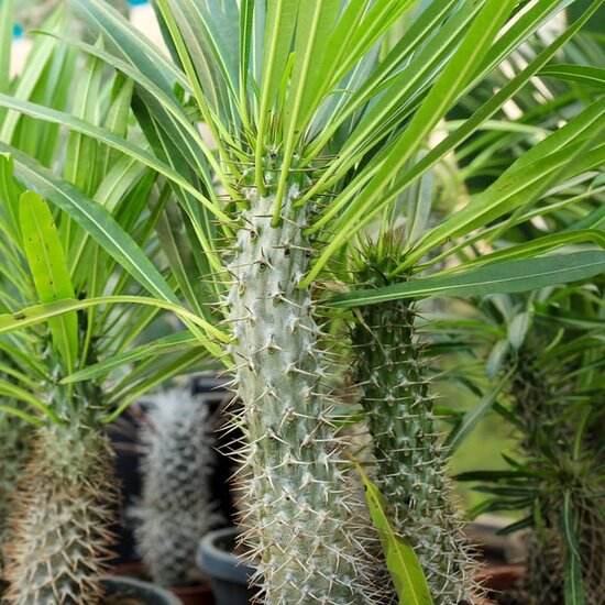 Pachypodium lamerei