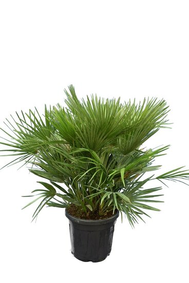 Chamaerops humilis Vulcano - hauteur totale 80-100 cm - pot &Oslash; 40 cm