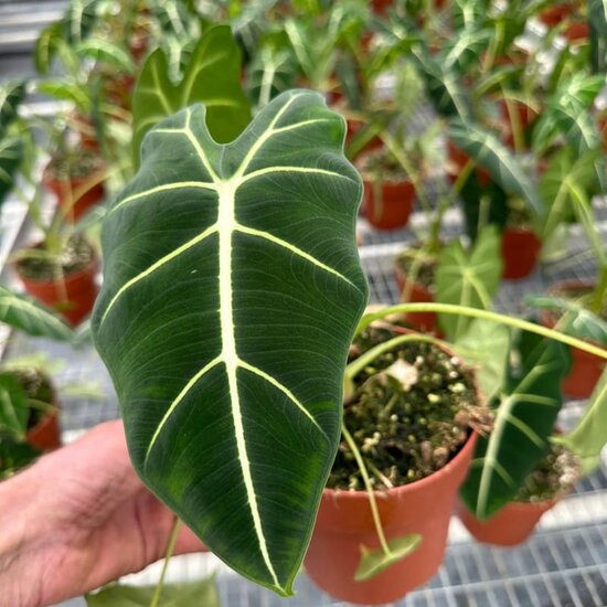 Alocasia frydeck