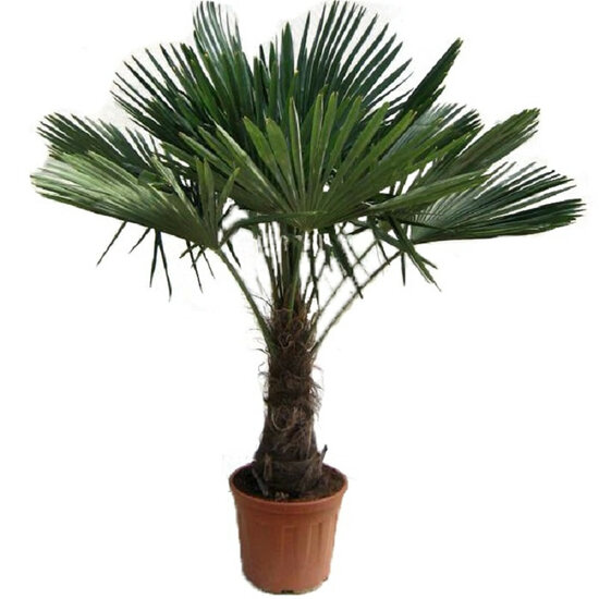 Trachycarpus fortunei