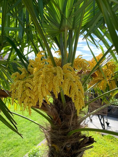 Trachycarpus fortunei - tronc 40-50 cm - hauteur totale 150-170 cm - pot &Oslash; 36 cm