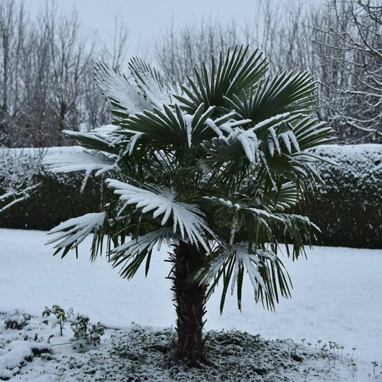 Trachycarpus fortunei - tronc 40-50 cm - hauteur totale 150-170 cm - pot &Oslash; 36 cm