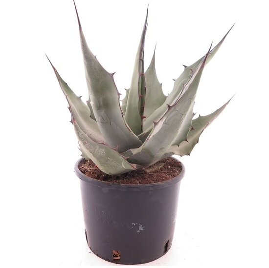 Agave havardiana