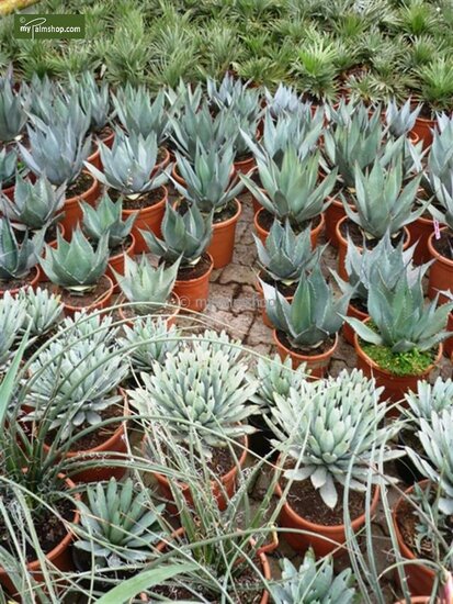 Agave havardiana