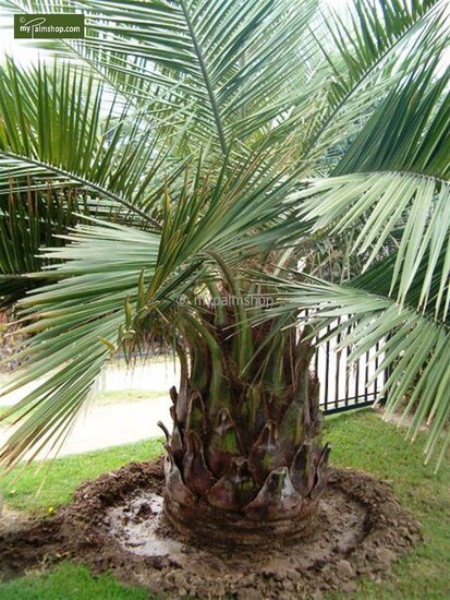 Jubaea chilensis - tronc 30-40 cm - hauteur totale 150+ cm - pot &Oslash; 58 cm [palette]