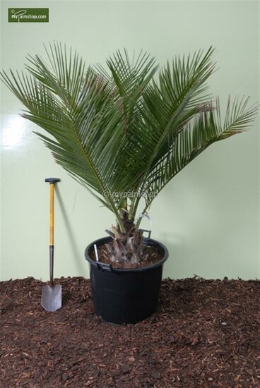 Jubaea chilensis - tronc 30-40 cm - hauteur totale 150+ cm - pot &Oslash; 58 cm [palette]