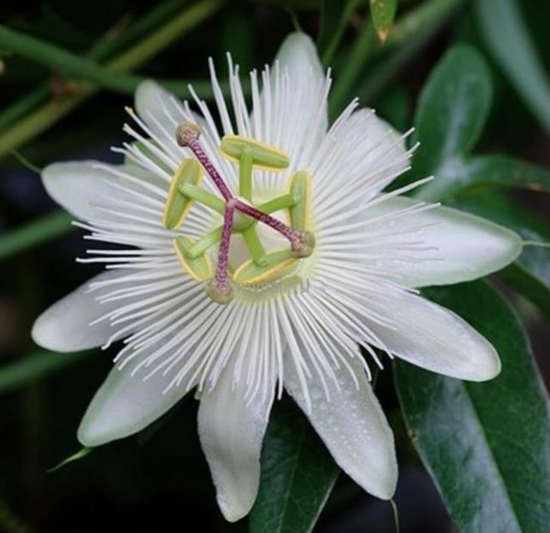 Passiflora caerulea Constance Elliot - pot 2 ltr