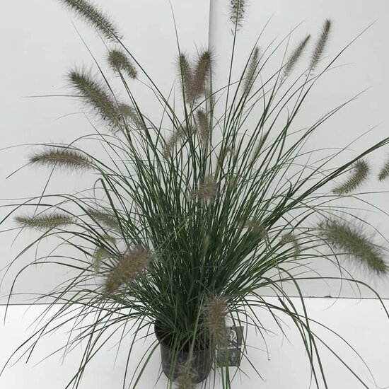 Pennisetum alopecuroides Hameln