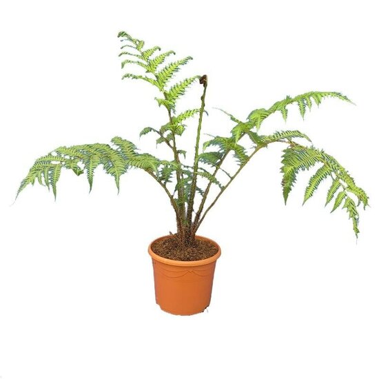 Cyathea cooperi product