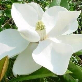 Magnolia grandiflora Francois treyve