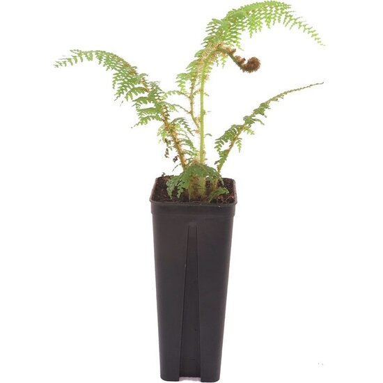 Cyathea tomentosissima Highland Lace