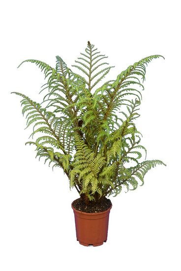 Cyathea tomentosissima Highland Lace