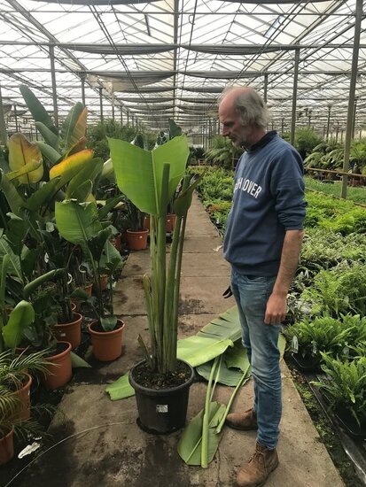 Ravenala madagascariensis - feuille coup&eacute;e en tranches - pot &Oslash; 28 cm