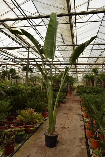 Ravenala madagascariensis - feuille coup&eacute;e en tranches - pot &Oslash; 28 cm