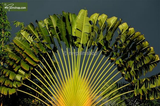 Ravenala madagascariensis - feuille coup&eacute;e en tranches - pot &Oslash; 28 cm