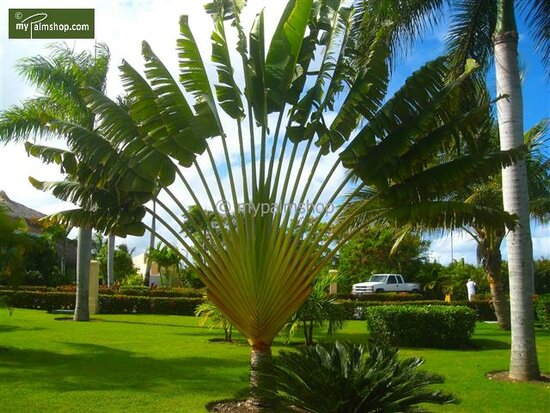 Ravenala madagascariensis - feuille coup&eacute;e en tranches - pot &Oslash; 28 cm