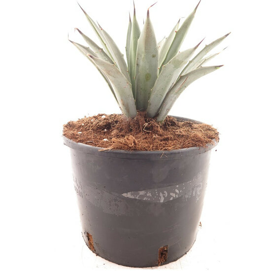 Agave macroacantha Blue