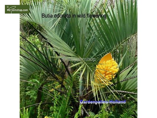 Butia capitata var. odorata