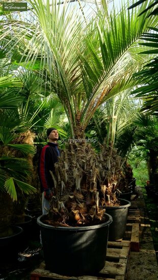 Butia capitata var. odorata