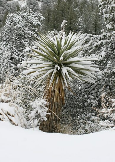 Yucca madrensis