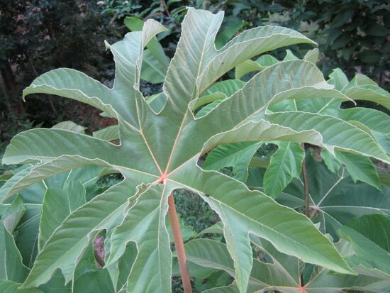 Tetrapanax papyrifera - pot &Oslash; 21 cm