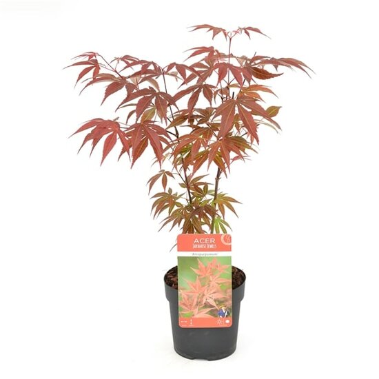 Acer palmatum Atropurpureum