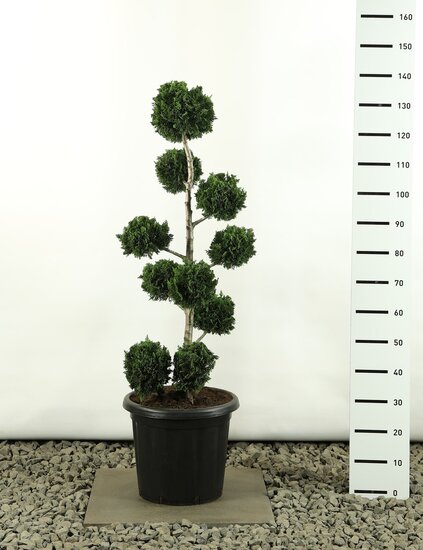 Chamaecyparis lawsoniana Wisselii Multibol - hauteur totale 100-125 cm - pot 20 ltr