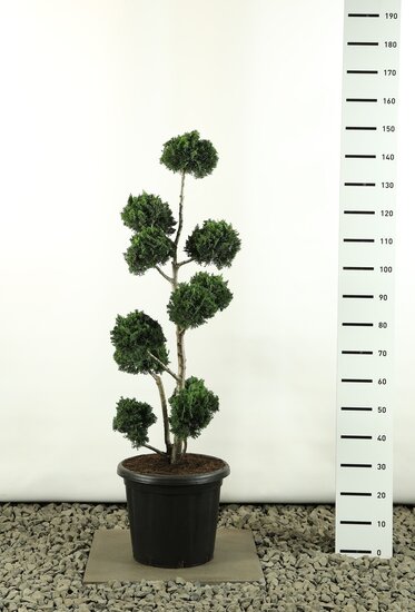 Chamaecyparis lawsoniana Wisselii Multibol - Hauteur totale 150-170 cm