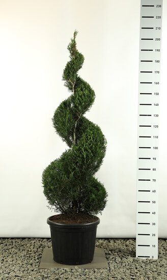 Cupressocyparis leylandii Spirale extra - Hauteur totale 200-225 cm [palette]