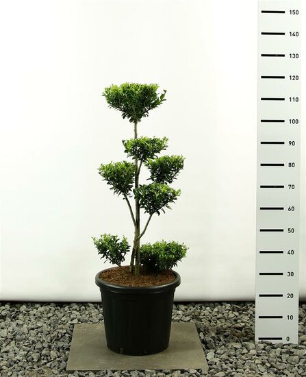 Ilex maximowicziana kanehirae multiplateau extra - hauteur totale 125-150 cm - pot 20 ltr