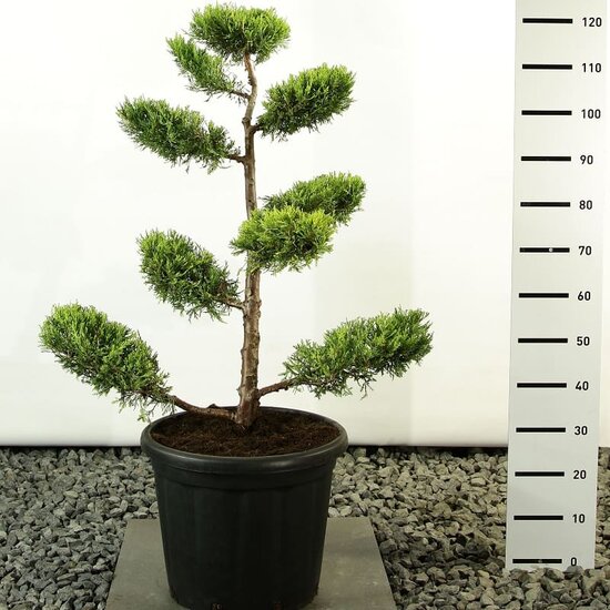 Juniperus chinensis Kuriwao Gold multiplateau - hauteur totale 100-125 cm - pot 20 ltr