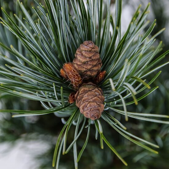 Pinus parviflora Glauca