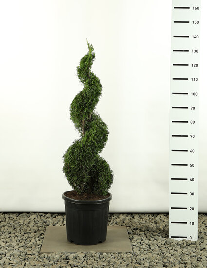 Thuja occidentalis Smaragd Spirale - Hauteur totale 100-125 cm