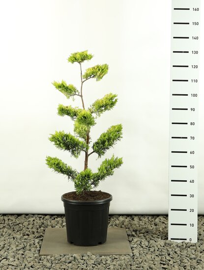 Cupressocyparis leylandii Gold Rider Multiplateau - hauteur totale 80-100 cm - pot &Oslash; 18 cm