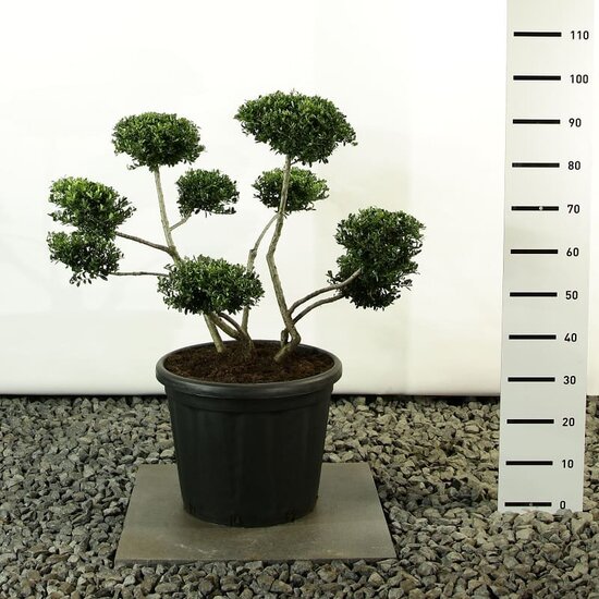 Ilex crenata Stokes multiplateau